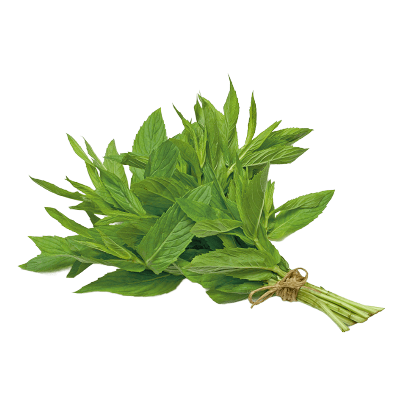Jamoona Fresh - 1 Bunch Fresh Pudina (ca. 40g to 60g) (Mint)