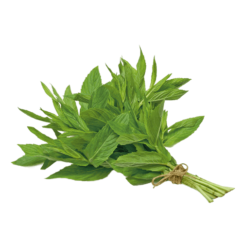 Jamoona Fresh - 1 Bunch Fresh Pudina (ca. 40g to 60g) (Mint)