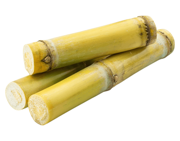 zuckerrohr bambus Jamoona Fresh
