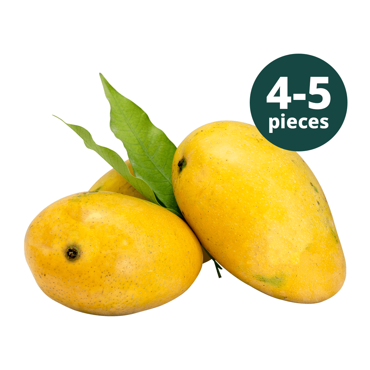 SAISONENDE - 4 bis 5 Badami Mango (ZURÜCK IN 2027)